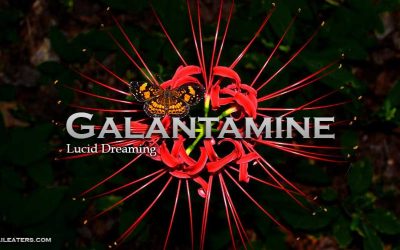 Galantamine Lucid Dreaming