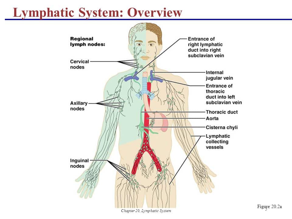 Lymphatic System Chyle Alchemy