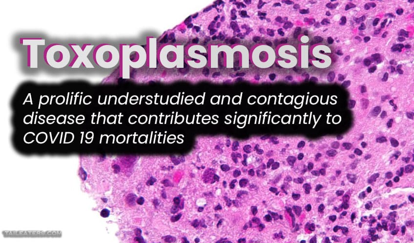 Toxoplasmosis: A disease that contributes significantly to COVID 19 deaths